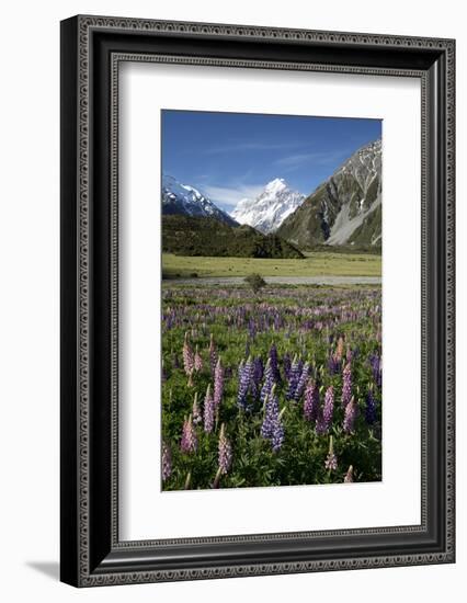 Lupins and Mount Cook, Mount Cook Village, Mount Cook National Park-Stuart Black-Framed Photographic Print