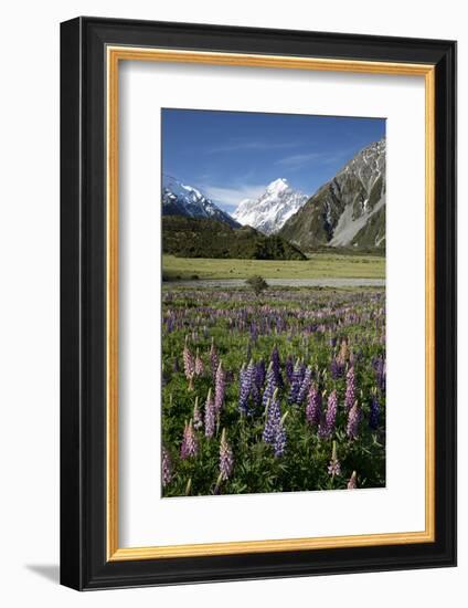 Lupins and Mount Cook, Mount Cook Village, Mount Cook National Park-Stuart Black-Framed Photographic Print