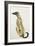 Lurcher Sitting, 1988-Lucy Willis-Framed Giclee Print