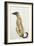 Lurcher Sitting, 1988-Lucy Willis-Framed Giclee Print