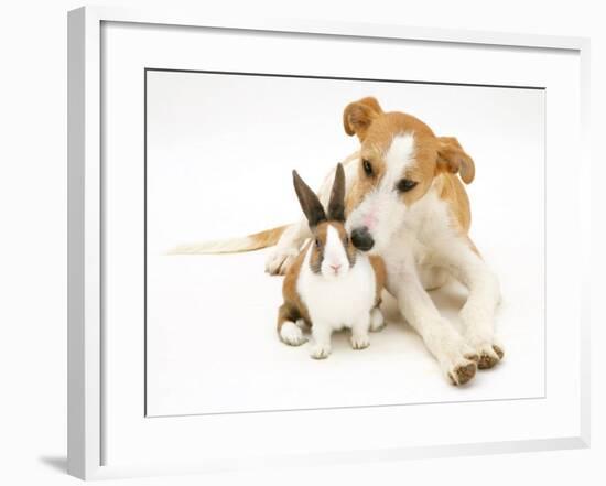 Lurcher Sniffing Fawn Dutch Rabbit-Jane Burton-Framed Photographic Print
