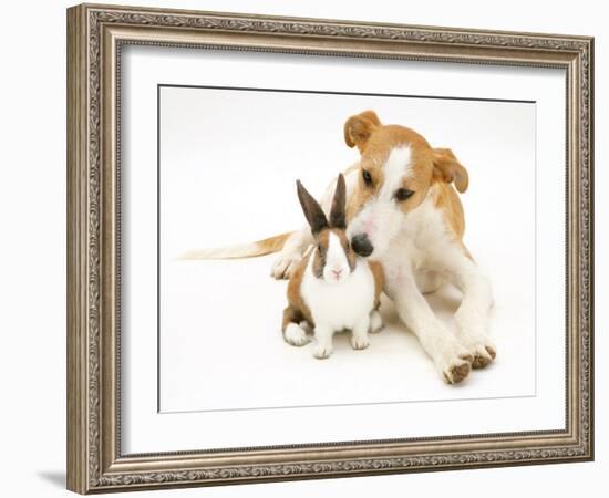 Lurcher Sniffing Fawn Dutch Rabbit-Jane Burton-Framed Photographic Print