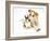 Lurcher Sniffing Fawn Dutch Rabbit-Jane Burton-Framed Photographic Print