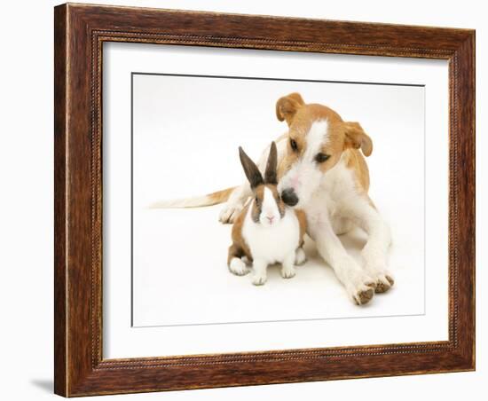 Lurcher Sniffing Fawn Dutch Rabbit-Jane Burton-Framed Photographic Print