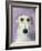 Lurcher-Sally Muir-Framed Giclee Print