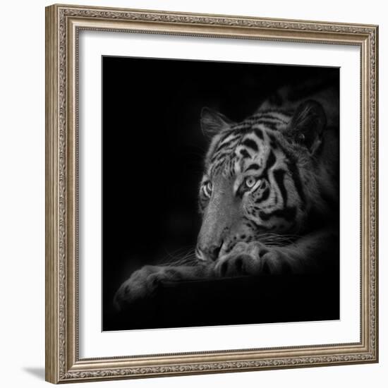 Lurking-Ruud Peters-Framed Premium Photographic Print