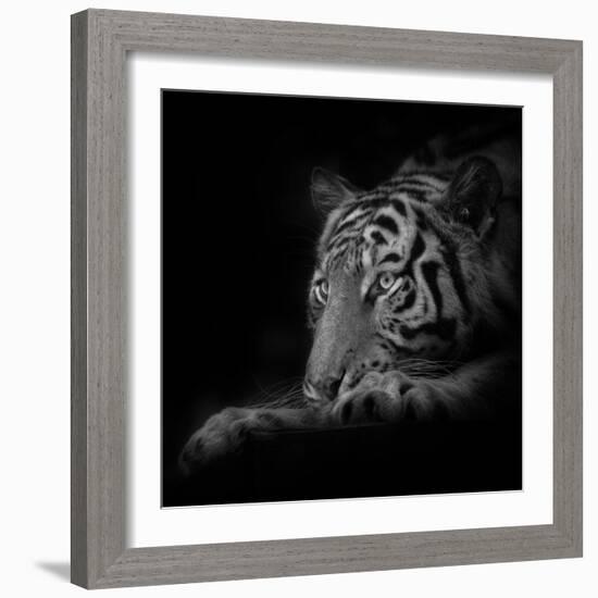 Lurking-Ruud Peters-Framed Premium Photographic Print