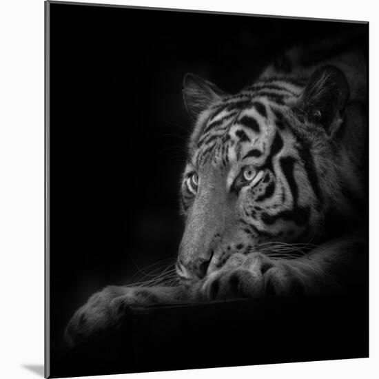 Lurking-Ruud Peters-Mounted Photographic Print