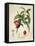 Luscious Fruit Study B-Jean Plout-Framed Premier Image Canvas