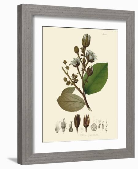 Luscious Leaves III-Unknown-Framed Art Print