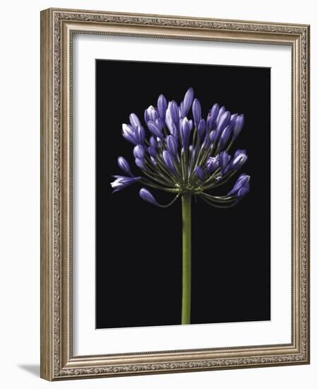 Luscious Lily-Assaf Frank-Framed Giclee Print