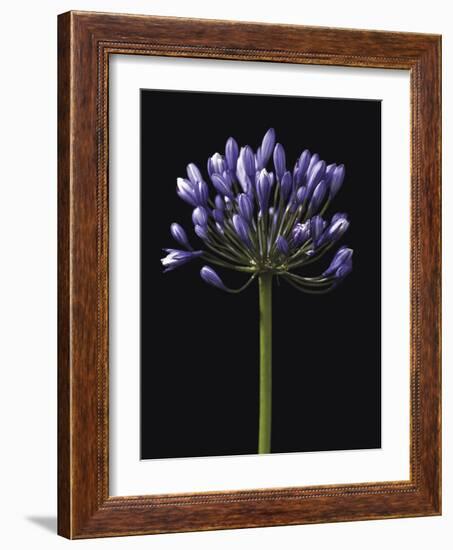 Luscious Lily-Assaf Frank-Framed Giclee Print