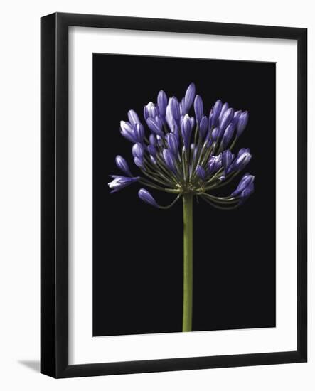 Luscious Lily-Assaf Frank-Framed Giclee Print