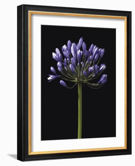 Luscious Lily-Assaf Frank-Framed Giclee Print