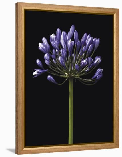 Luscious Lily-Assaf Frank-Framed Stretched Canvas