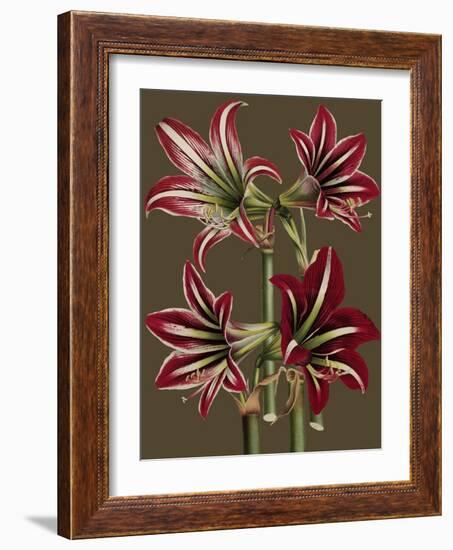 Lush Amaryllis I-Van Houtt-Framed Art Print