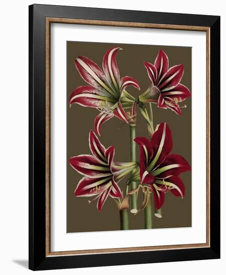 Lush Amaryllis I-Van Houtt-Framed Art Print