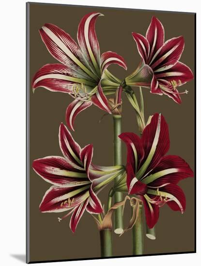 Lush Amaryllis I-Van Houtt-Mounted Art Print