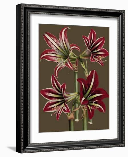 Lush Amaryllis I-Van Houtt-Framed Art Print