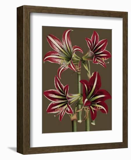 Lush Amaryllis I-Van Houtt-Framed Premium Giclee Print