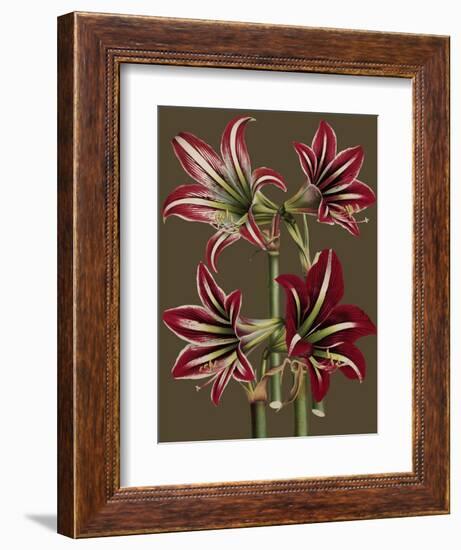 Lush Amaryllis I-Van Houtt-Framed Premium Giclee Print