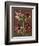 Lush Amaryllis I-Van Houtt-Framed Premium Giclee Print