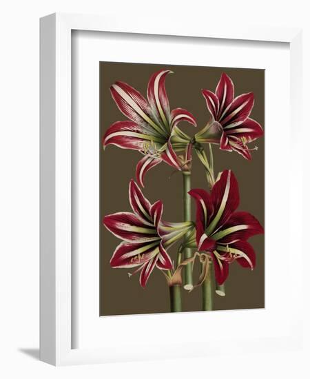 Lush Amaryllis I-Van Houtt-Framed Premium Giclee Print