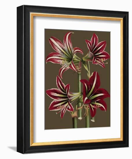 Lush Amaryllis I-Van Houtt-Framed Premium Giclee Print