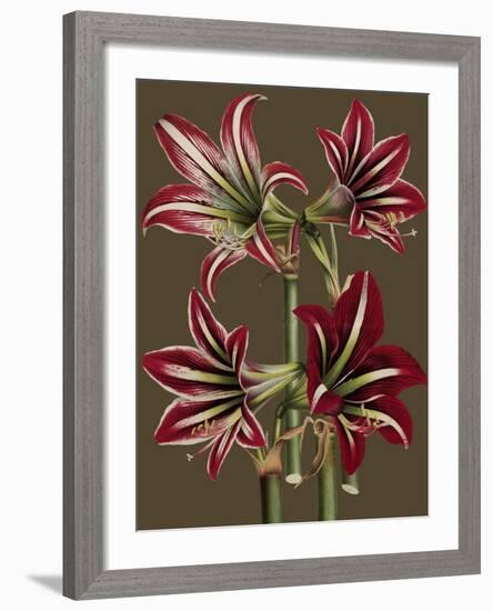 Lush Amaryllis I-Van Houtt-Framed Art Print