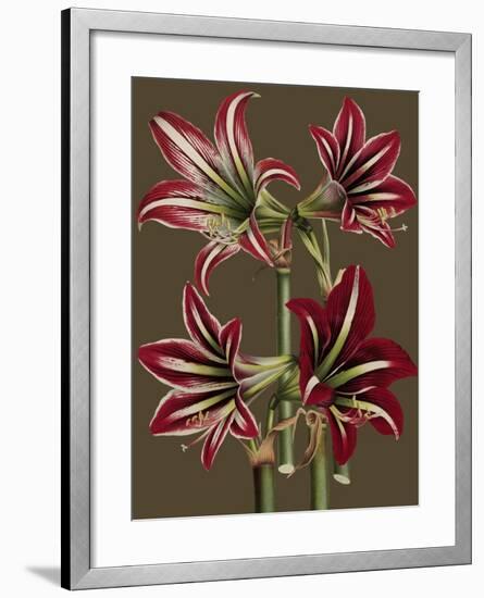 Lush Amaryllis I-Van Houtt-Framed Art Print