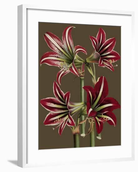 Lush Amaryllis I-Van Houtt-Framed Art Print