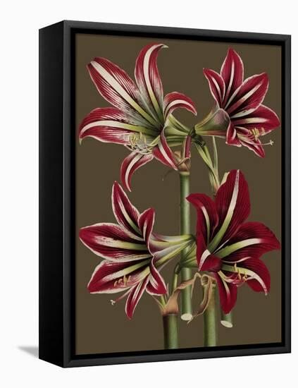 Lush Amaryllis I-Van Houtt-Framed Stretched Canvas