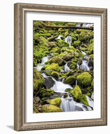 Lush Area with Small Creek, Olympic National Park, Washington, USA-Tom Norring-Framed Photographic Print