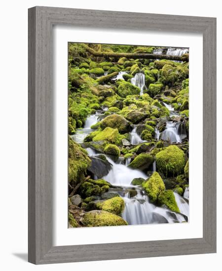 Lush Area with Small Creek, Olympic National Park, Washington, USA-Tom Norring-Framed Photographic Print