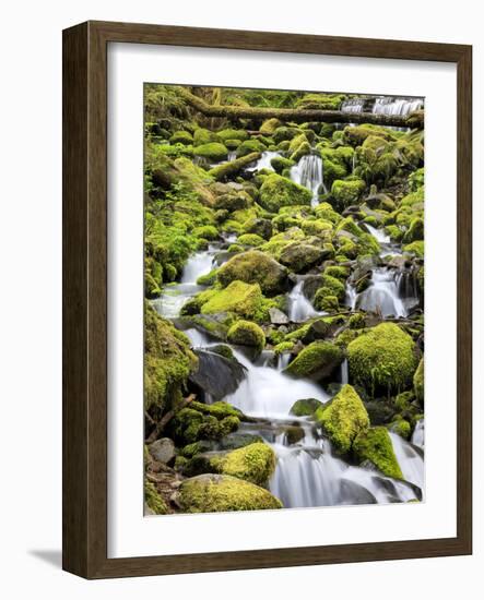 Lush Area with Small Creek, Olympic National Park, Washington, USA-Tom Norring-Framed Photographic Print