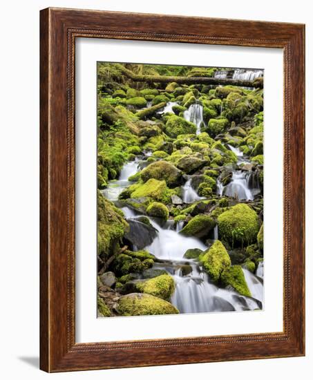 Lush Area with Small Creek, Olympic National Park, Washington, USA-Tom Norring-Framed Photographic Print