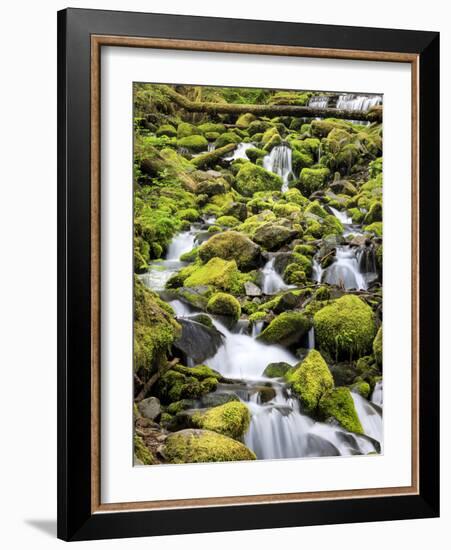 Lush Area with Small Creek, Olympic National Park, Washington, USA-Tom Norring-Framed Photographic Print