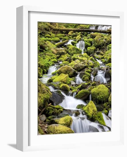 Lush Area with Small Creek, Olympic National Park, Washington, USA-Tom Norring-Framed Photographic Print