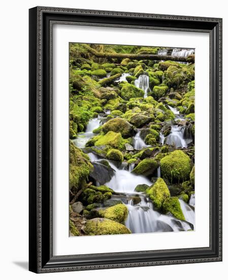 Lush Area with Small Creek, Olympic National Park, Washington, USA-Tom Norring-Framed Photographic Print