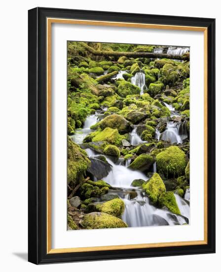 Lush Area with Small Creek, Olympic National Park, Washington, USA-Tom Norring-Framed Photographic Print