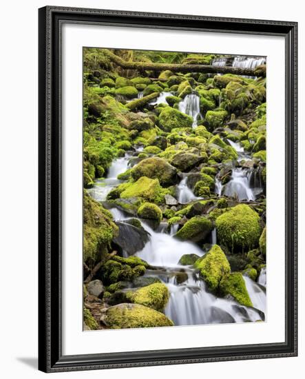 Lush Area with Small Creek, Olympic National Park, Washington, USA-Tom Norring-Framed Photographic Print