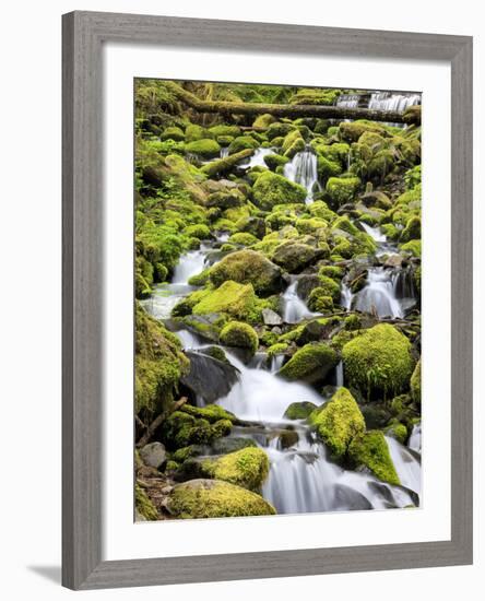 Lush Area with Small Creek, Olympic National Park, Washington, USA-Tom Norring-Framed Photographic Print