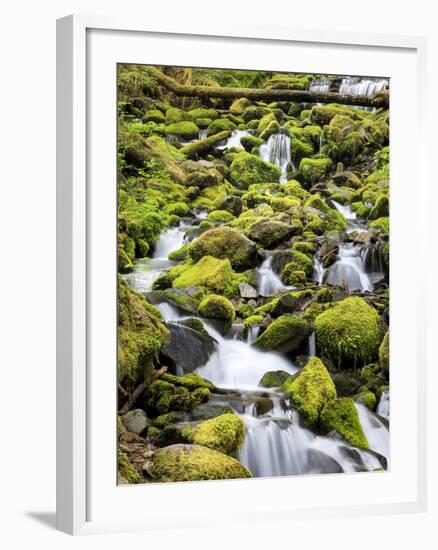 Lush Area with Small Creek, Olympic National Park, Washington, USA-Tom Norring-Framed Photographic Print