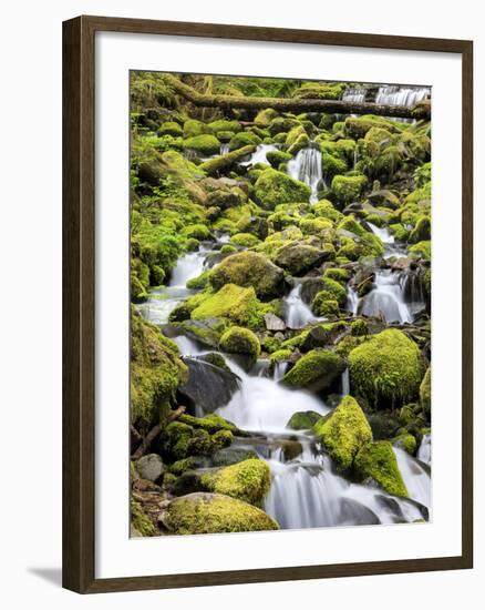Lush Area with Small Creek, Olympic National Park, Washington, USA-Tom Norring-Framed Photographic Print