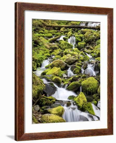 Lush Area with Small Creek, Olympic National Park, Washington, USA-Tom Norring-Framed Photographic Print