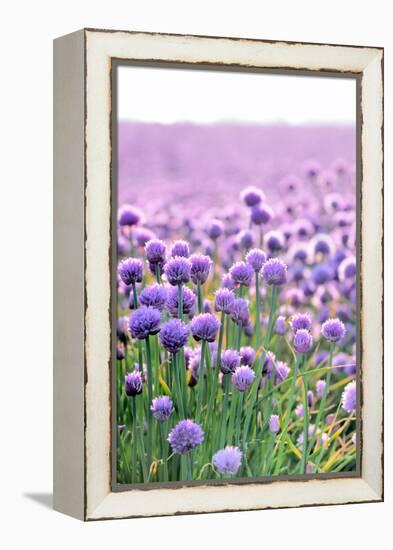 Lush Blooming Chives Field-cmfotoworks-Framed Premier Image Canvas