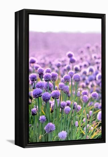 Lush Blooming Chives Field-cmfotoworks-Framed Premier Image Canvas