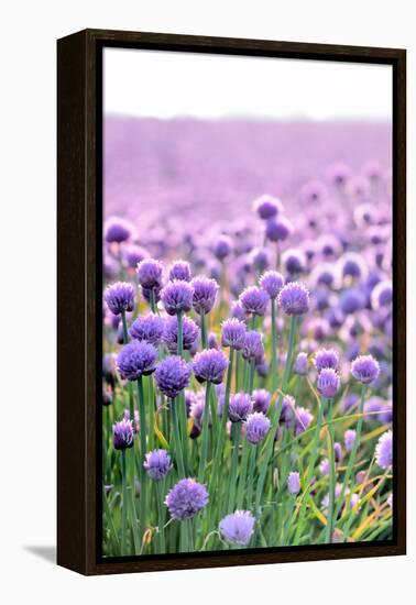 Lush Blooming Chives Field-cmfotoworks-Framed Premier Image Canvas