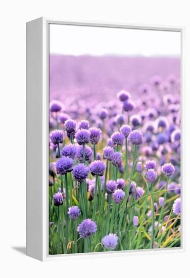 Lush Blooming Chives Field-cmfotoworks-Framed Premier Image Canvas