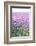 Lush Blooming Chives Field-cmfotoworks-Framed Photographic Print